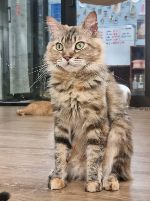 Maine Mix Cat For Adoption - Maine Coon Cat