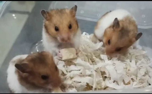 Sisi - Syrian / Golden Hamster Hamster