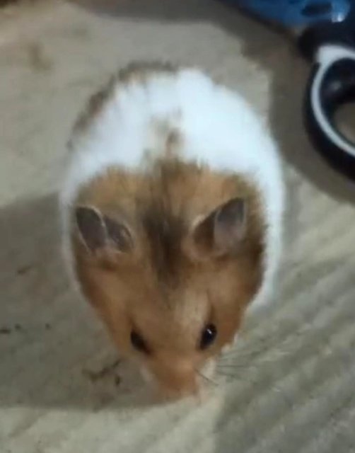 Sisi - Syrian / Golden Hamster Hamster