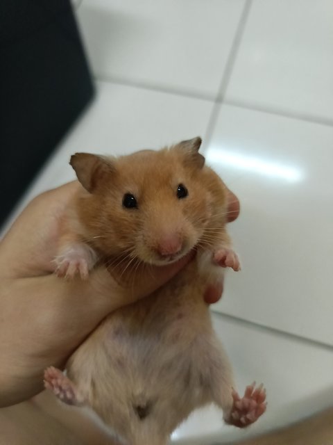 Sisi - Syrian / Golden Hamster Hamster