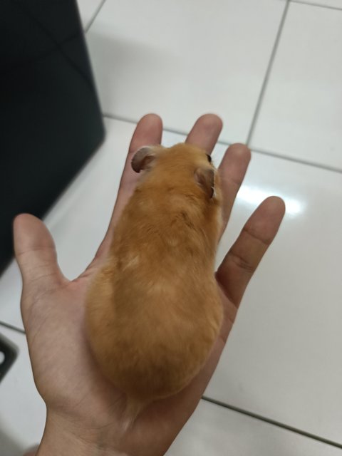 Sisi - Syrian / Golden Hamster Hamster