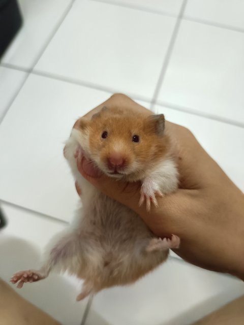 Sisi - Syrian / Golden Hamster Hamster