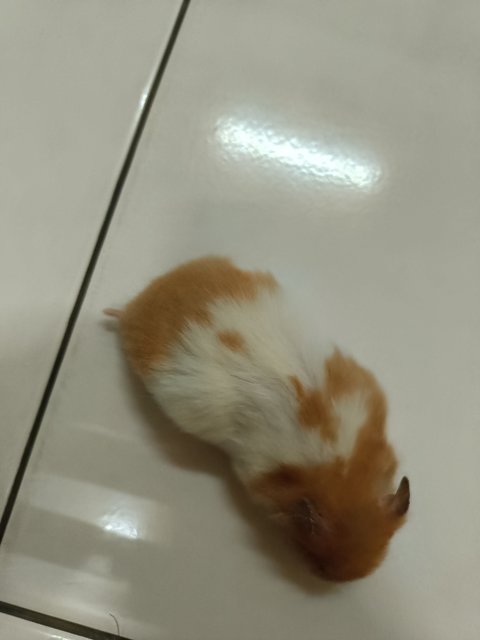 Sisi - Syrian / Golden Hamster Hamster