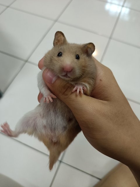 Sisi - Syrian / Golden Hamster Hamster