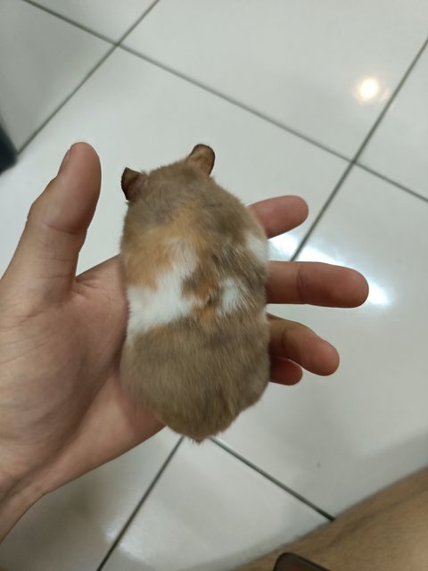 Sisi - Syrian / Golden Hamster Hamster