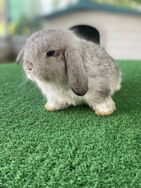 PF133607 - Holland Lop Rabbit