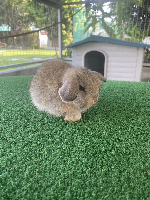 PF133607 - Holland Lop Rabbit