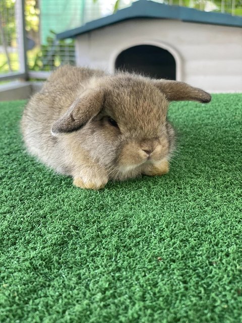 PF133607 - Holland Lop Rabbit