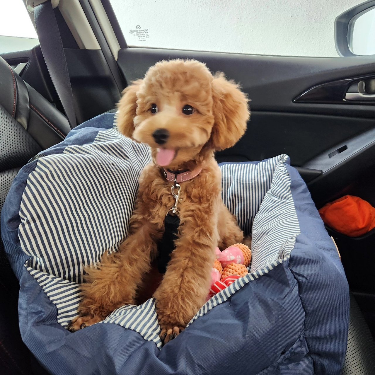 Kona - Poodle Dog