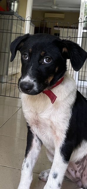 Panda  - Mixed Breed Dog