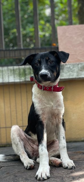 Panda  - Mixed Breed Dog