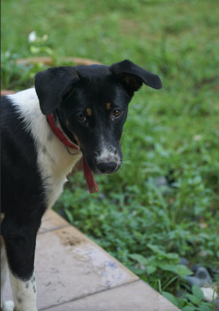 Panda  - Mixed Breed Dog