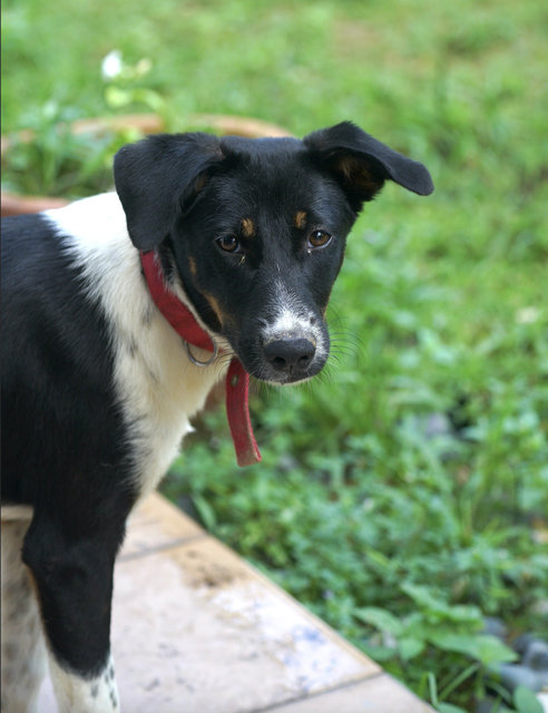 Panda  - Mixed Breed Dog