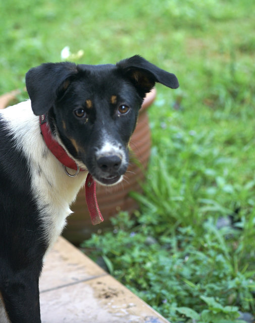 Panda  - Mixed Breed Dog