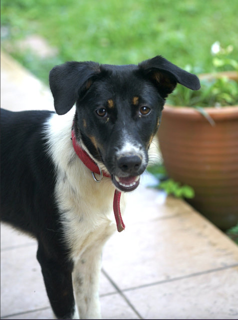 Panda  - Mixed Breed Dog