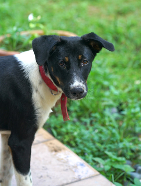 Panda  - Mixed Breed Dog