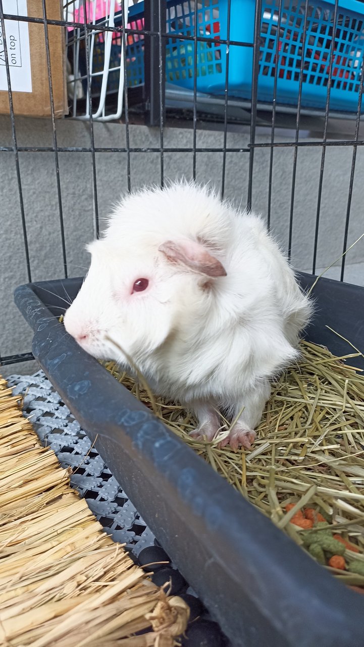 Papa Pig - Guinea Pig Small & Furry