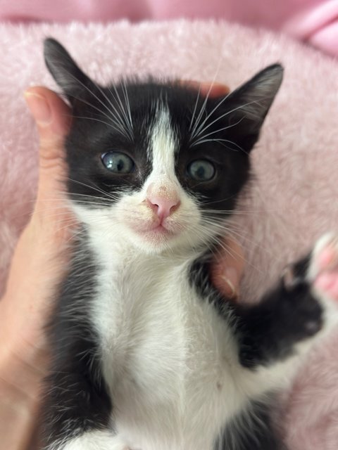 Miki (Tuxedo Kitten) - Domestic Short Hair Cat