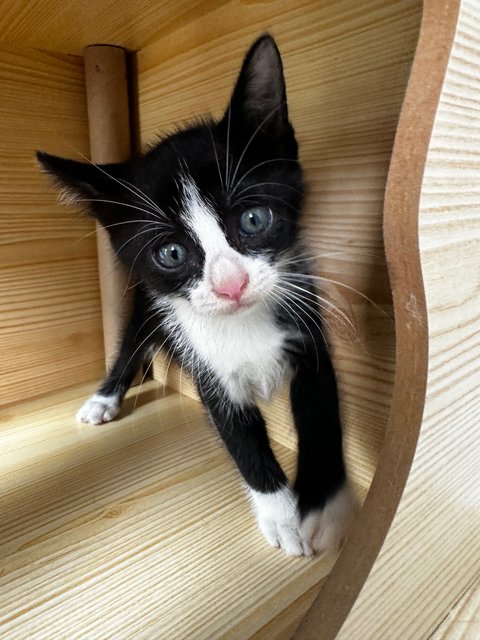 Miki (Tuxedo Kitten) - Domestic Short Hair Cat