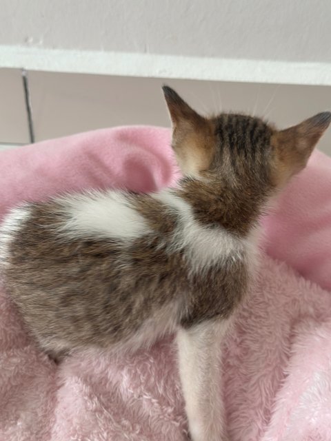 Moka (Tabby Kitten) - Domestic Short Hair Cat