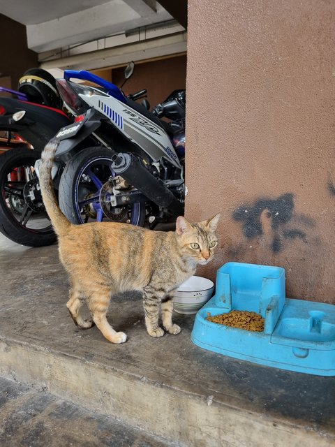 Christina - Domestic Short Hair Cat