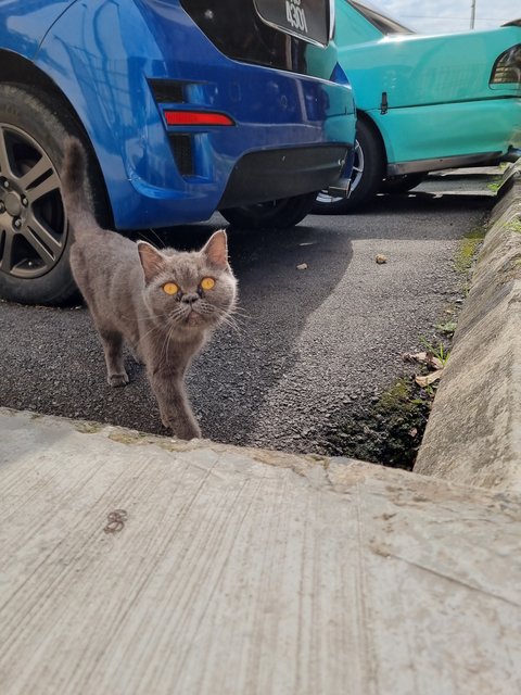 Brit - British Shorthair Cat