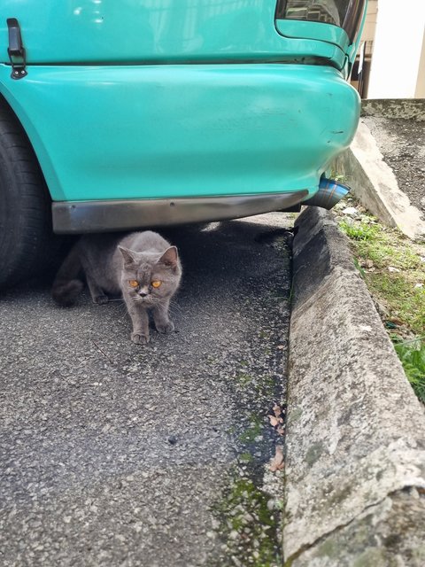 Brit - British Shorthair Cat