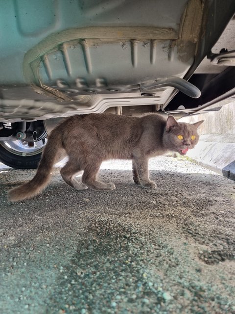 Brit - British Shorthair Cat