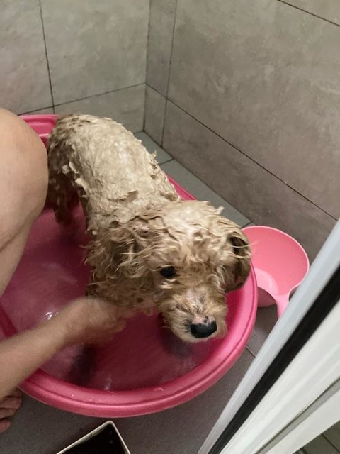 Babeeta (V) - Poodle Dog