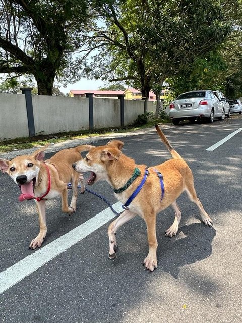 Ricky &amp; Blue - Mixed Breed Dog