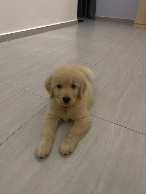 Yoda - Golden Retriever Dog