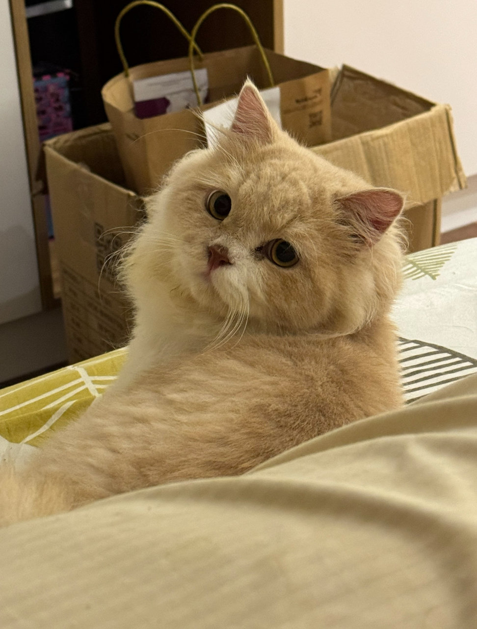 Mimi - Persian Cat