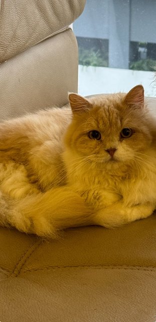 Mimi - Persian Cat