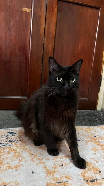 Ralph Lauren - Maine Coon + Domestic Long Hair Cat