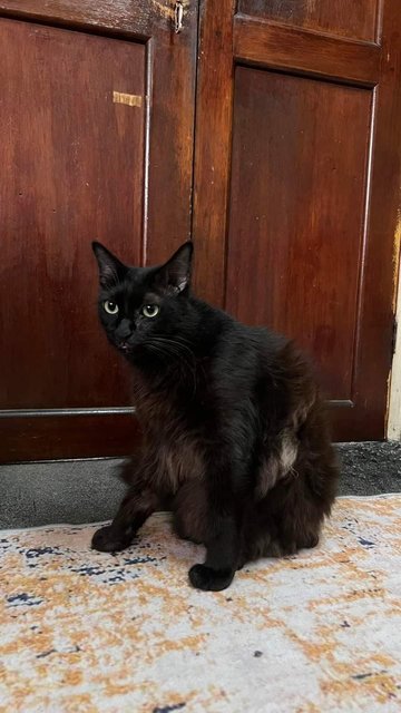 Ralph Lauren - Maine Coon + Domestic Long Hair Cat