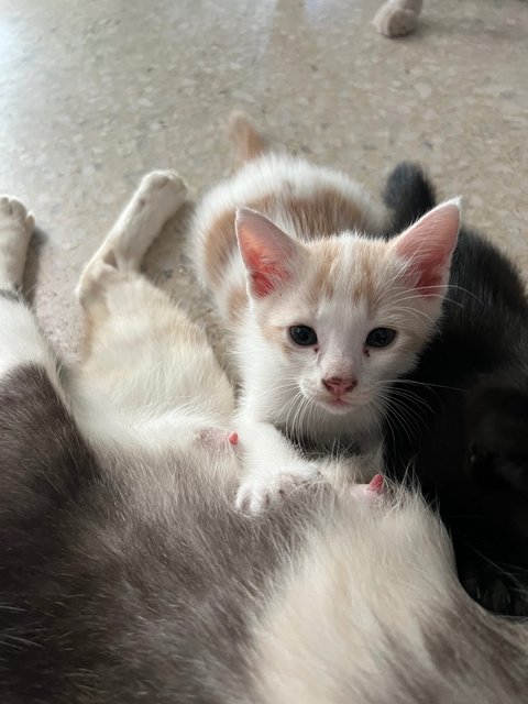 Mother And Kittens - Domestic Short Hair Cat