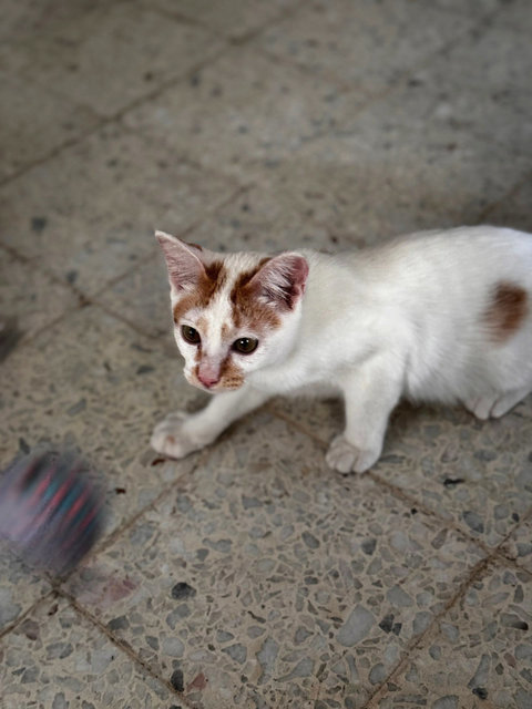 Marky Mark - Domestic Short Hair Cat