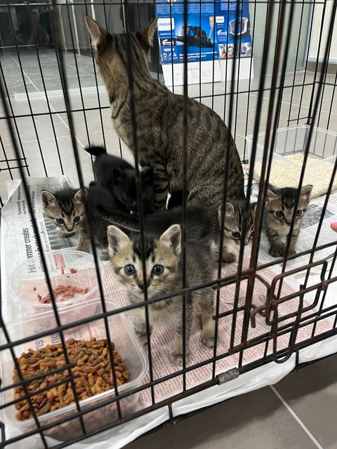 Porscha &amp; Her Kittens - Domestic Short Hair Cat