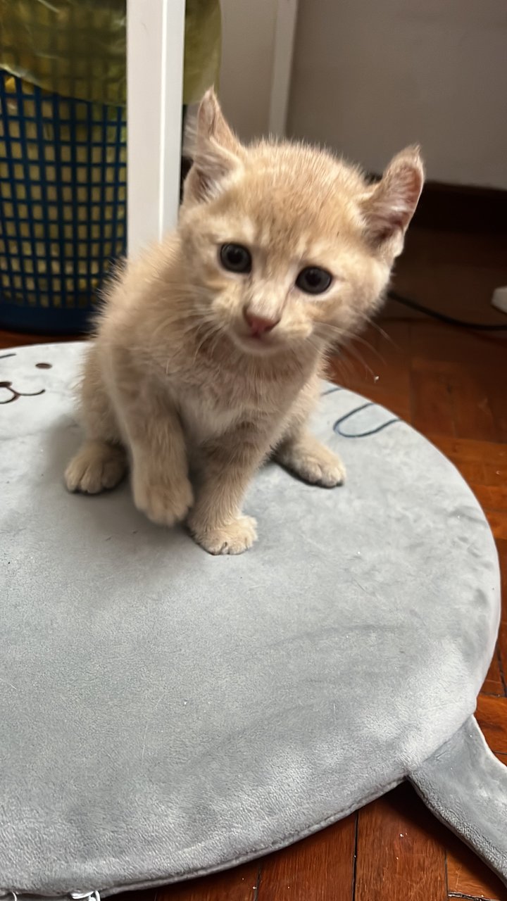 Luna And Ginger - British Shorthair + Domestic Medium Hair Cat