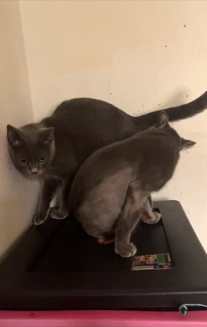 Luna And Ginger - British Shorthair + Domestic Medium Hair Cat