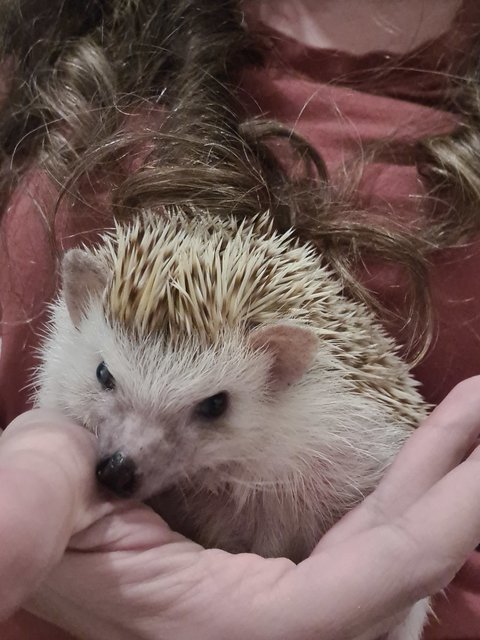 Thimbletack - Hedgehog Small & Furry