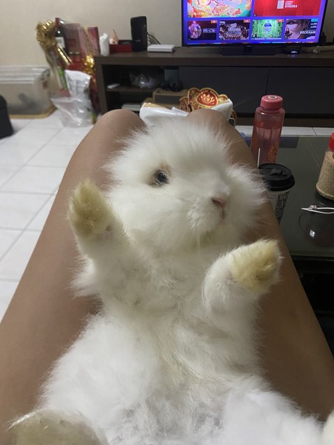 Cookie - Angora Rabbit Rabbit