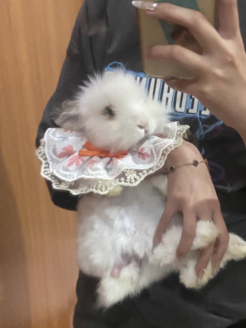 Cookie - Angora Rabbit Rabbit