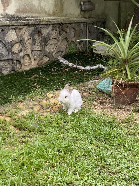 Cookie - Angora Rabbit Rabbit