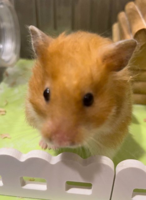 Teh Beng - Syrian / Golden Hamster Hamster