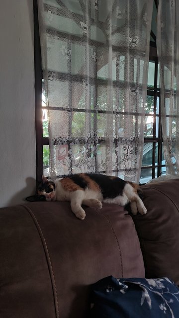 Suri - Calico Cat