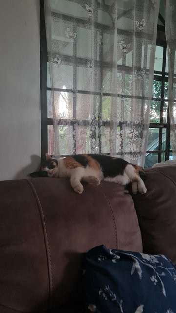 Suri - Calico Cat