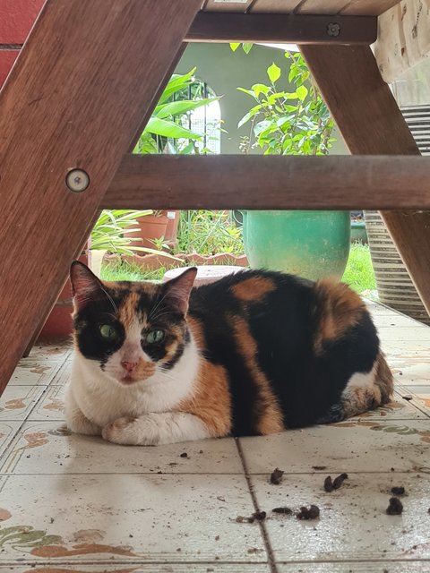 Suri - Calico Cat