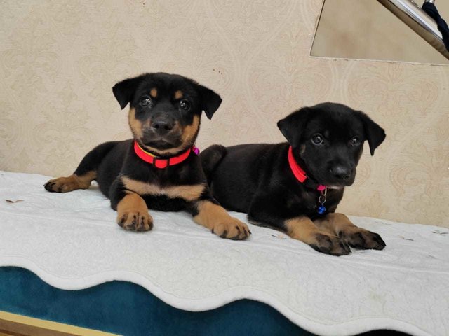 Sisters  - Beauceron Mix Dog