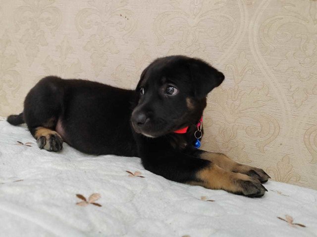 Sisters  - Beauceron Mix Dog